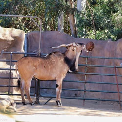 San Diego Zoo