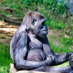 San Diego Zoo Safari Park